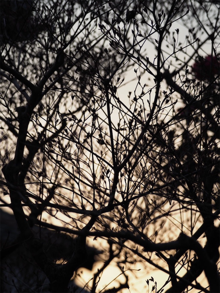 f:id:SHIMOTAYA:20260214184010j:image