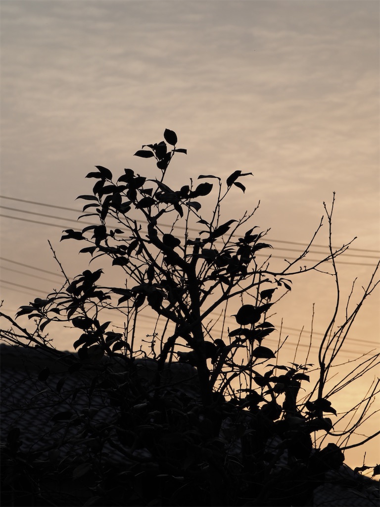 f:id:SHIMOTAYA:20260214184013j:image