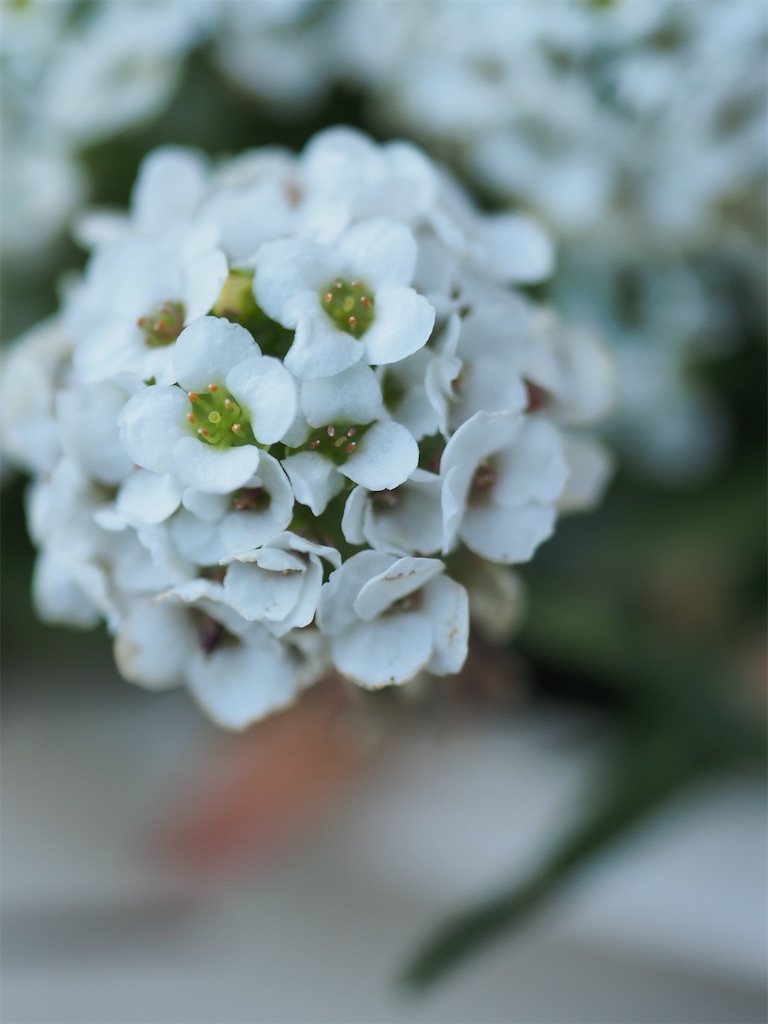 f:id:SHIMOTAYA:20260227182711j:image f:id:SHIMOTAYA:20260227182711j:image