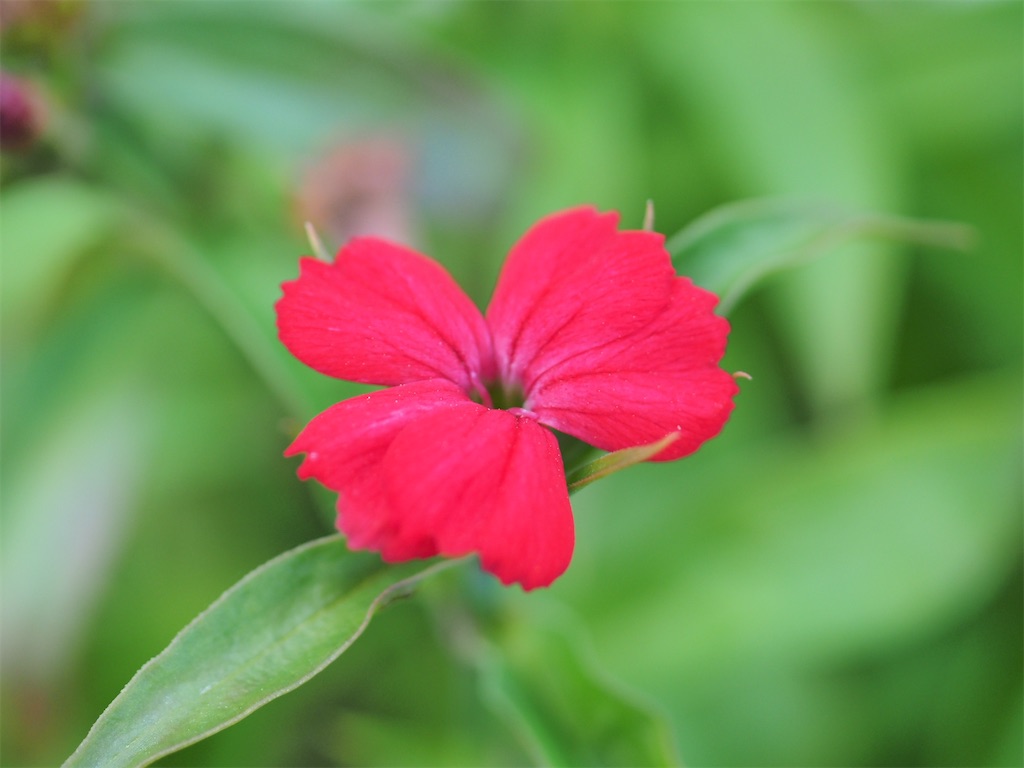 f:id:SHIMOTAYA:20260227183138j:image f:id:SHIMOTAYA:20260227183138j:image