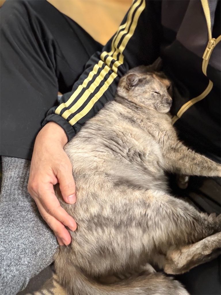 f:id:SHIMOTAYA:20260303183730j:image f:id:SHIMOTAYA:20260303183730j:image