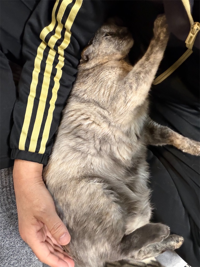 f:id:SHIMOTAYA:20260303183826j:image f:id:SHIMOTAYA:20260303183826j:image