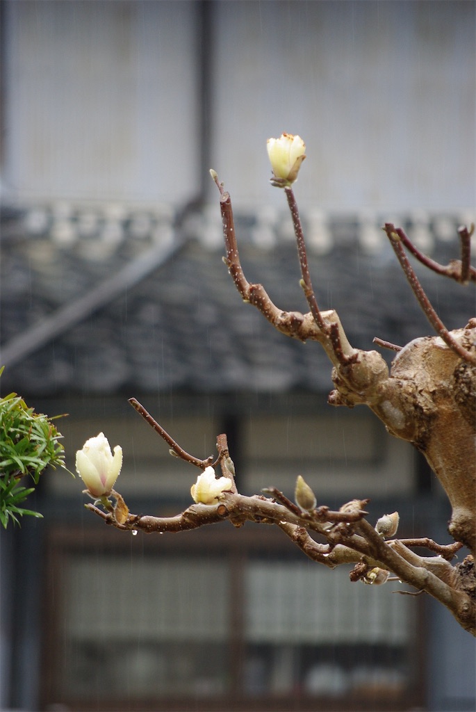 f:id:SHIMOTAYA:20260318191403j:image