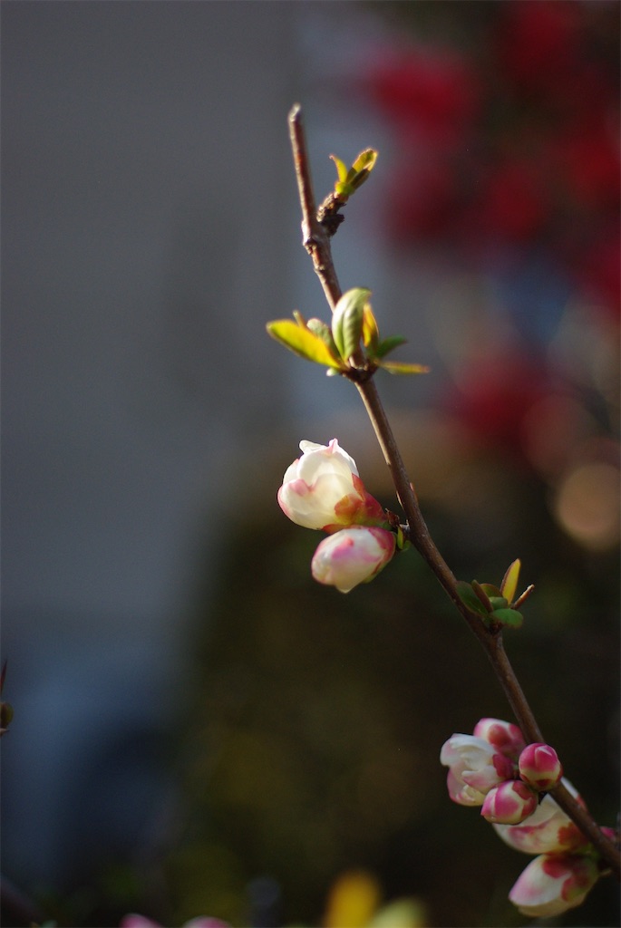 f:id:SHIMOTAYA:20260319181214j:image