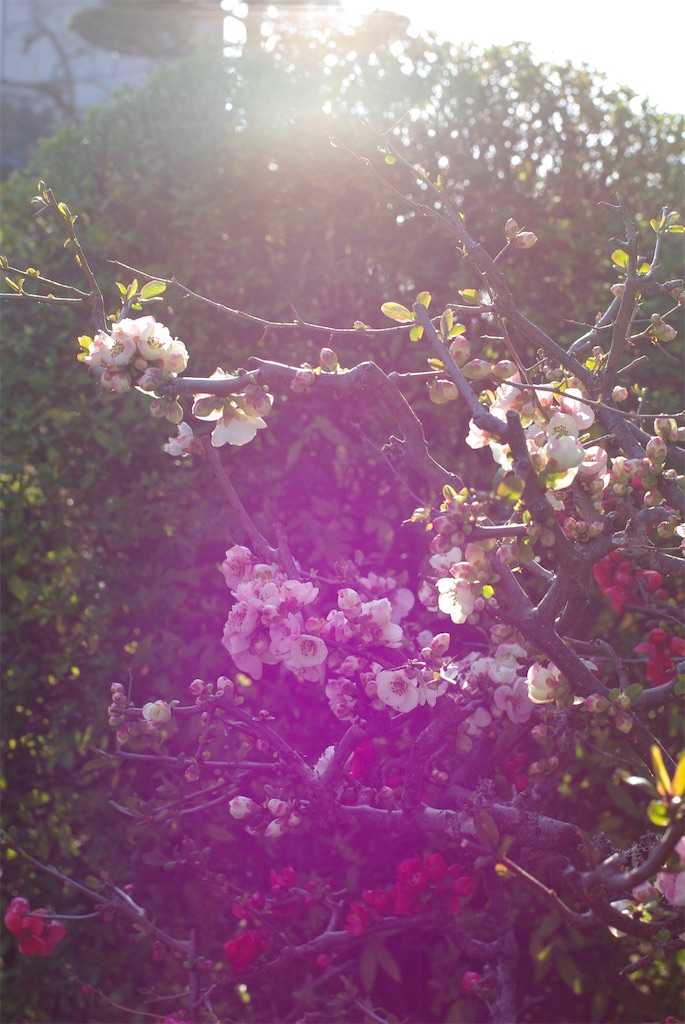 f:id:SHIMOTAYA:20260319181523j:image