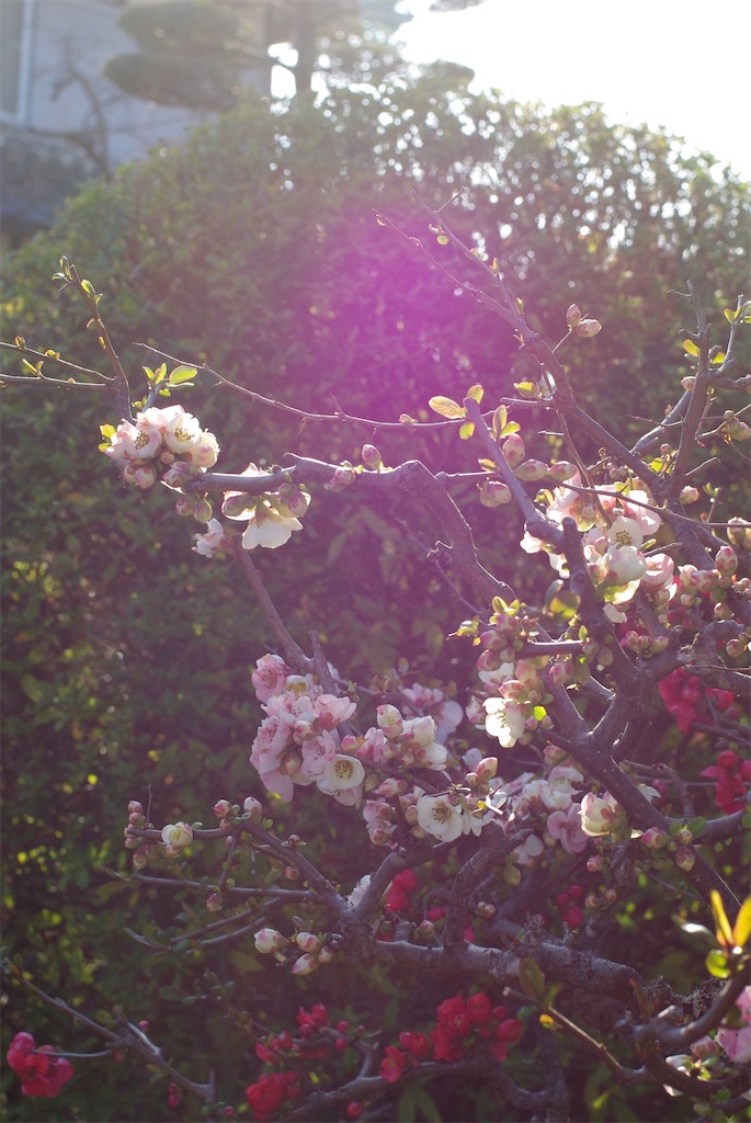 f:id:SHIMOTAYA:20260319181533j:image