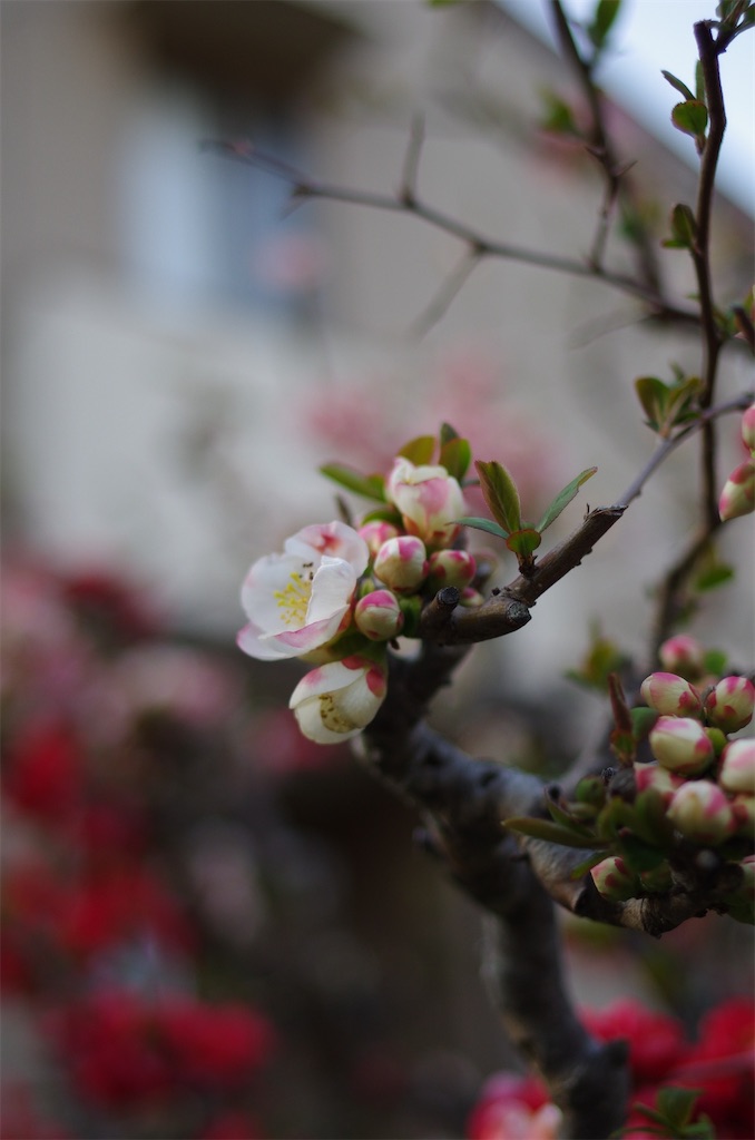f:id:SHIMOTAYA:20260321184004j:image