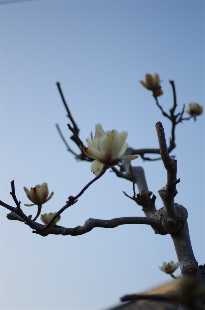 f:id:SHIMOTAYA:20260321184221j:image
