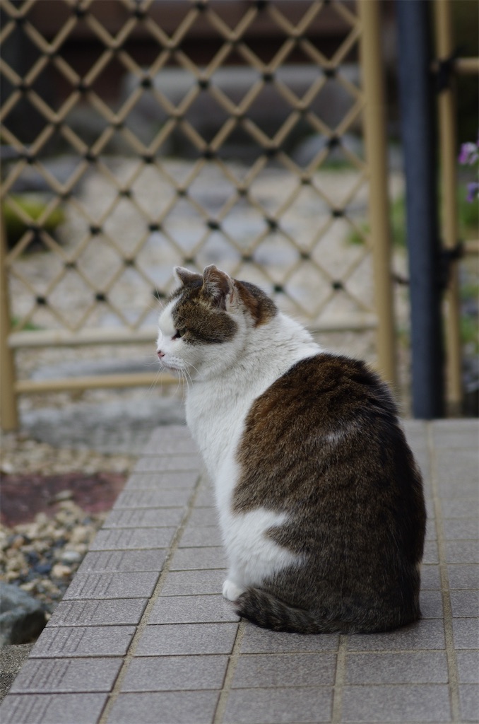 f:id:SHIMOTAYA:20260322171630j:image