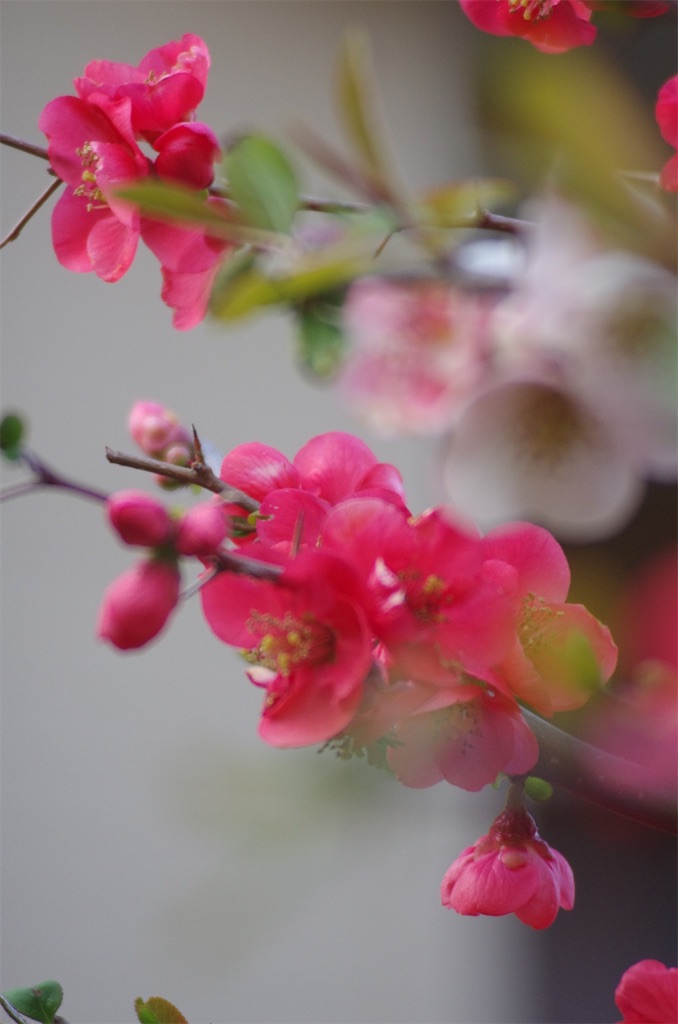f:id:SHIMOTAYA:20260323192612j:image