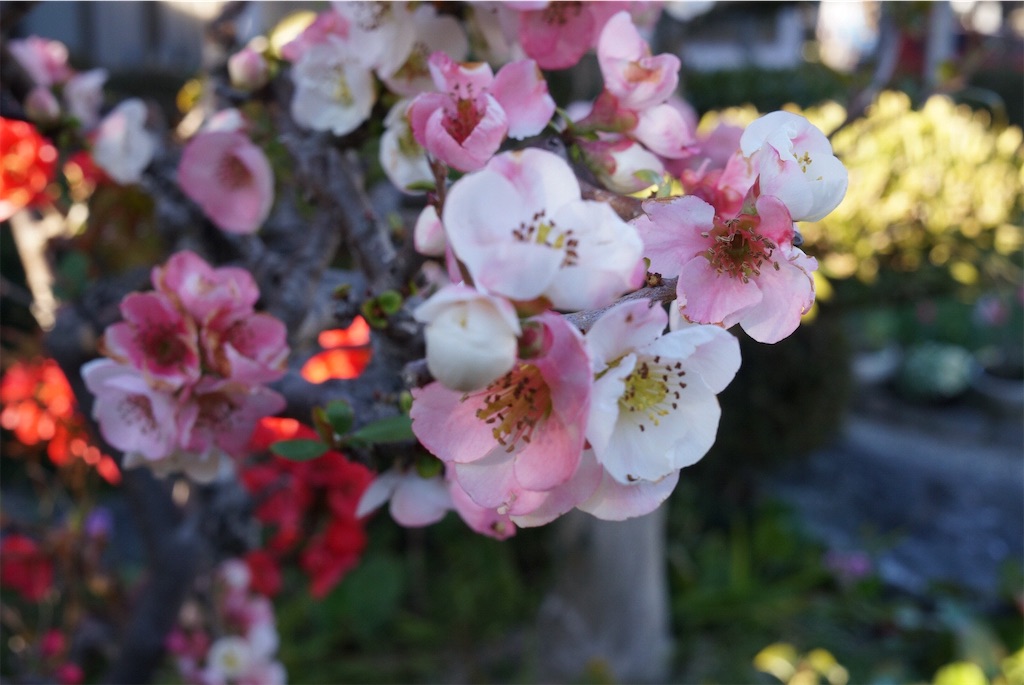 f:id:SHIMOTAYA:20260326175111j:image