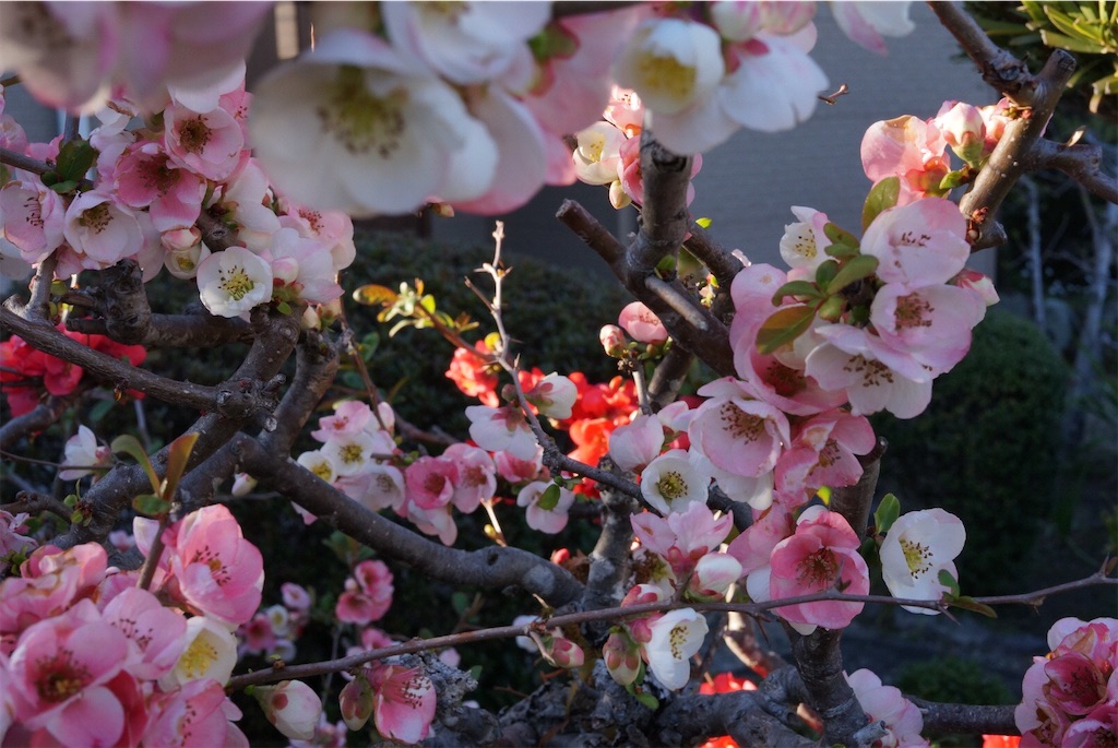 f:id:SHIMOTAYA:20260326175114j:image