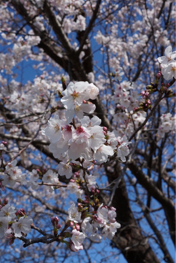 f:id:SHIMOTAYA:20260327180053j:image