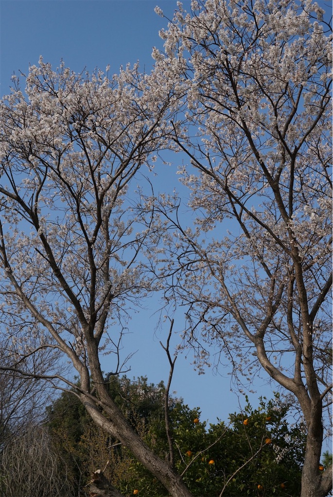 f:id:SHIMOTAYA:20260328185824j:image