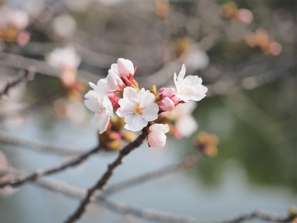 f:id:SHIMOTAYA:20260329174700j:image