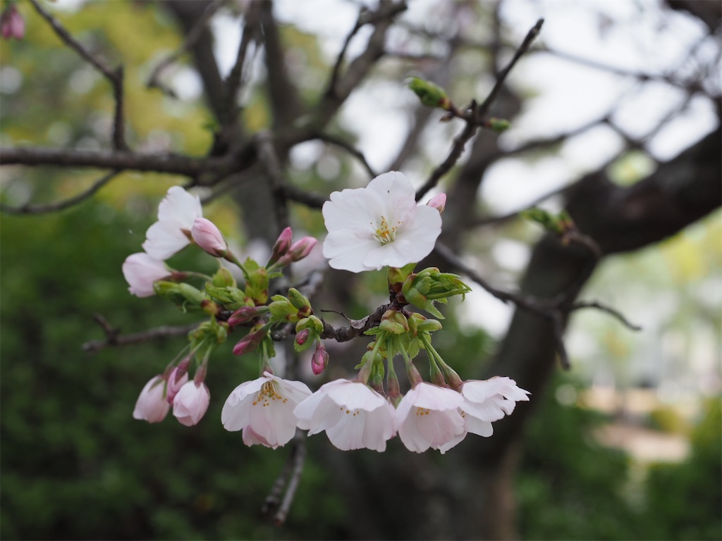 f:id:SHIMOTAYA:20260329174704j:image