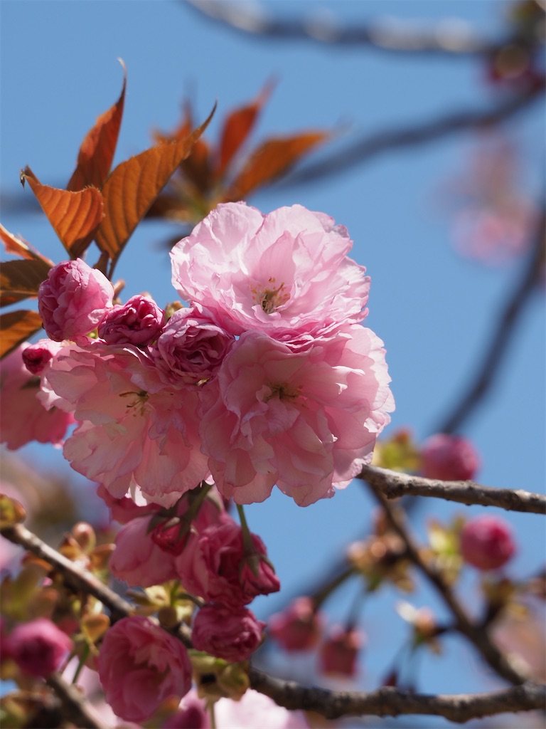 f:id:SHIMOTAYA:20260410185220j:image f:id:SHIMOTAYA:20260410185220j:image