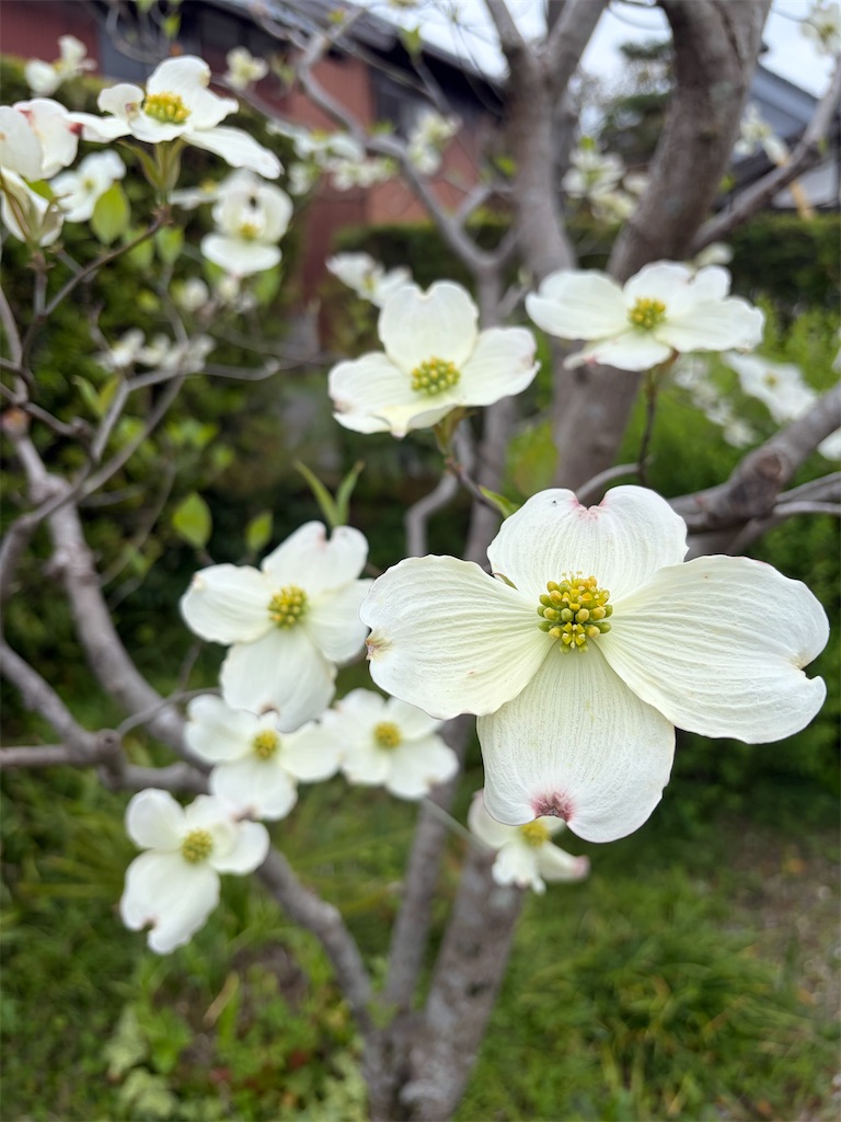 f:id:SHIMOTAYA:20260415184857j:image f:id:SHIMOTAYA:20260415184857j:image
