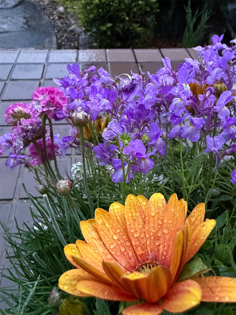 f:id:SHIMOTAYA:20260415185222j:image f:id:SHIMOTAYA:20260415185222j:image
