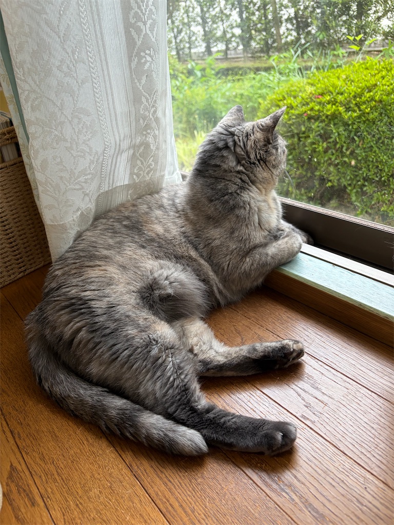 f:id:SHIMOTAYA:20260513193938j:image f:id:SHIMOTAYA:20260513193938j:image