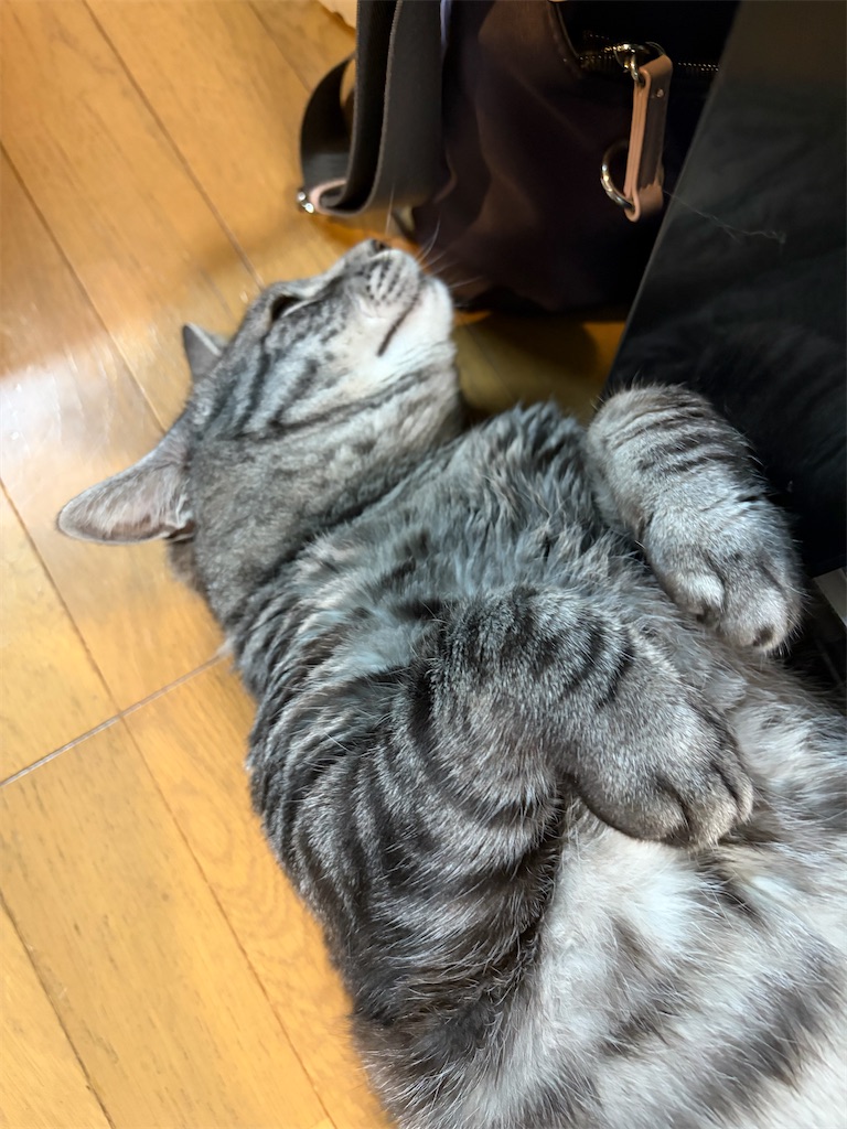 f:id:SHIMOTAYA:20260527192004j:image f:id:SHIMOTAYA:20260527192004j:image