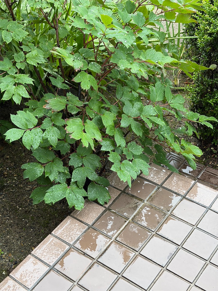 f:id:SHIMOTAYA:20260602185834j:image f:id:SHIMOTAYA:20260602185834j:image