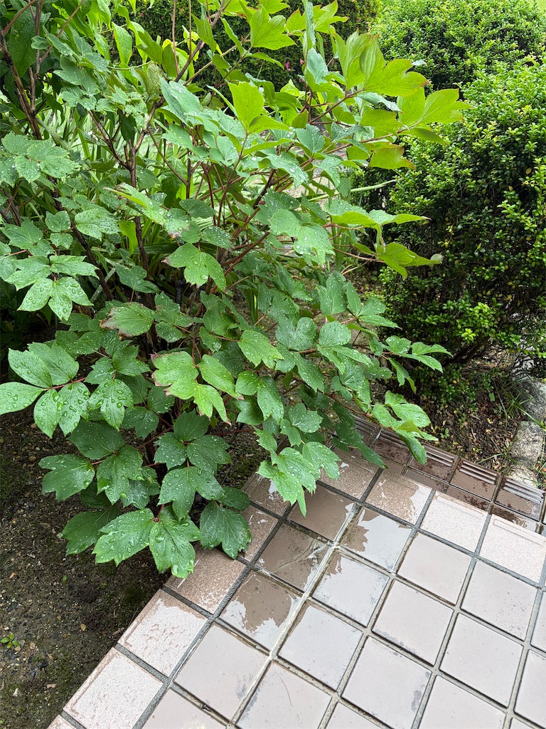 f:id:SHIMOTAYA:20260607163941j:image