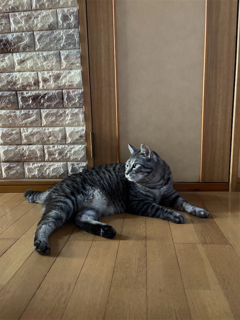 f:id:SHIMOTAYA:20260613203010j:image