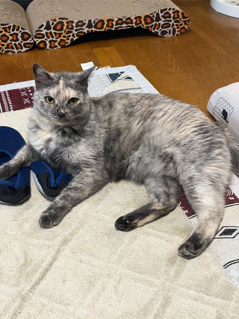 f:id:SHIMOTAYA:20260619184616j:image