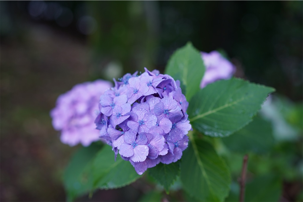f:id:SHIMOTAYA:20260621174304j:image