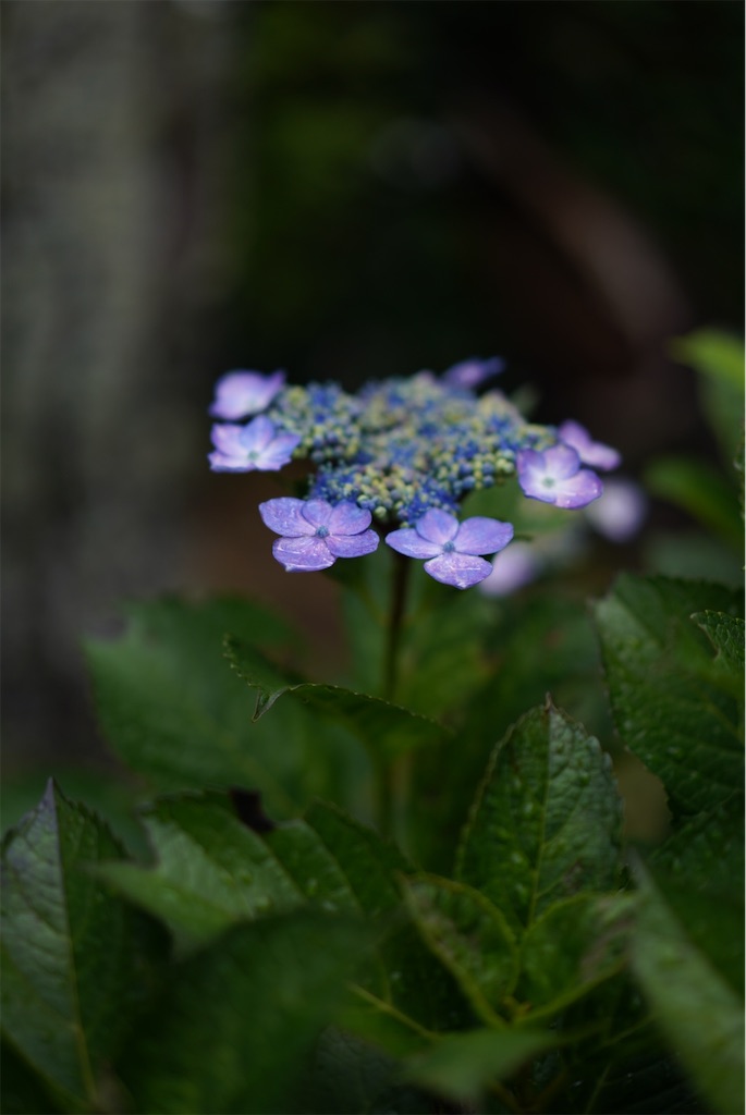 f:id:SHIMOTAYA:20260621174721j:image