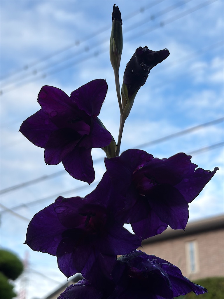 f:id:SHIMOTAYA:20260627195519j:image