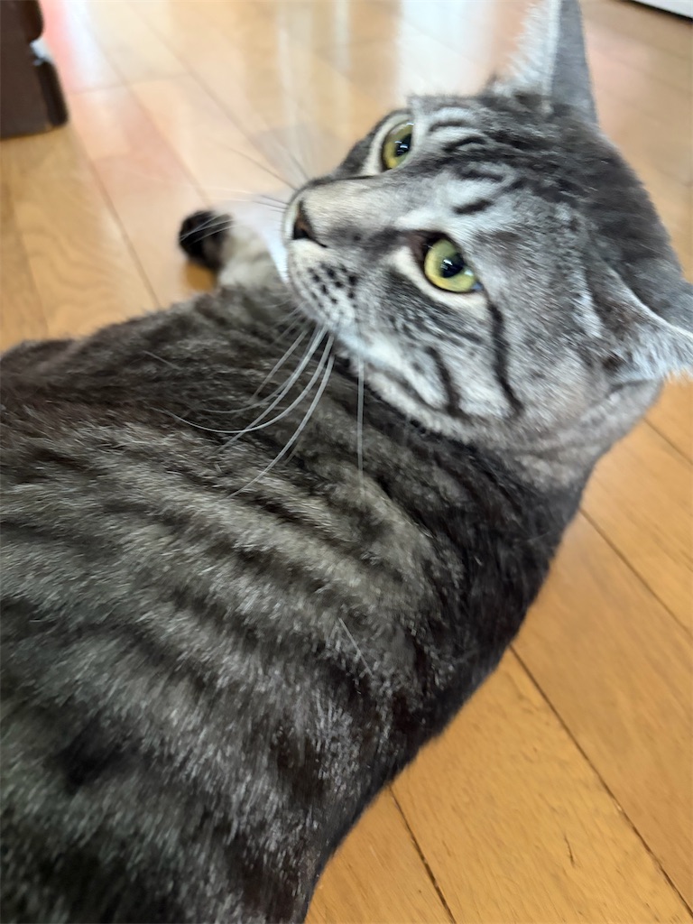 f:id:SHIMOTAYA:20260719205202j:image f:id:SHIMOTAYA:20260719205202j:image