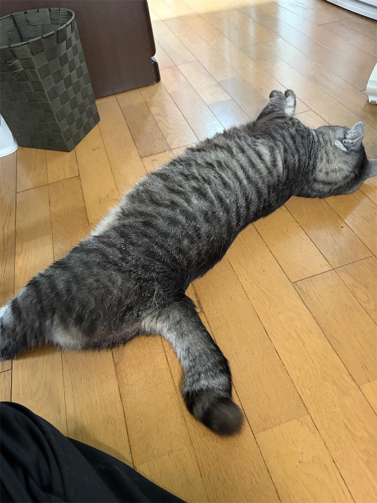 f:id:SHIMOTAYA:20260719205526j:image f:id:SHIMOTAYA:20260719205526j:image
