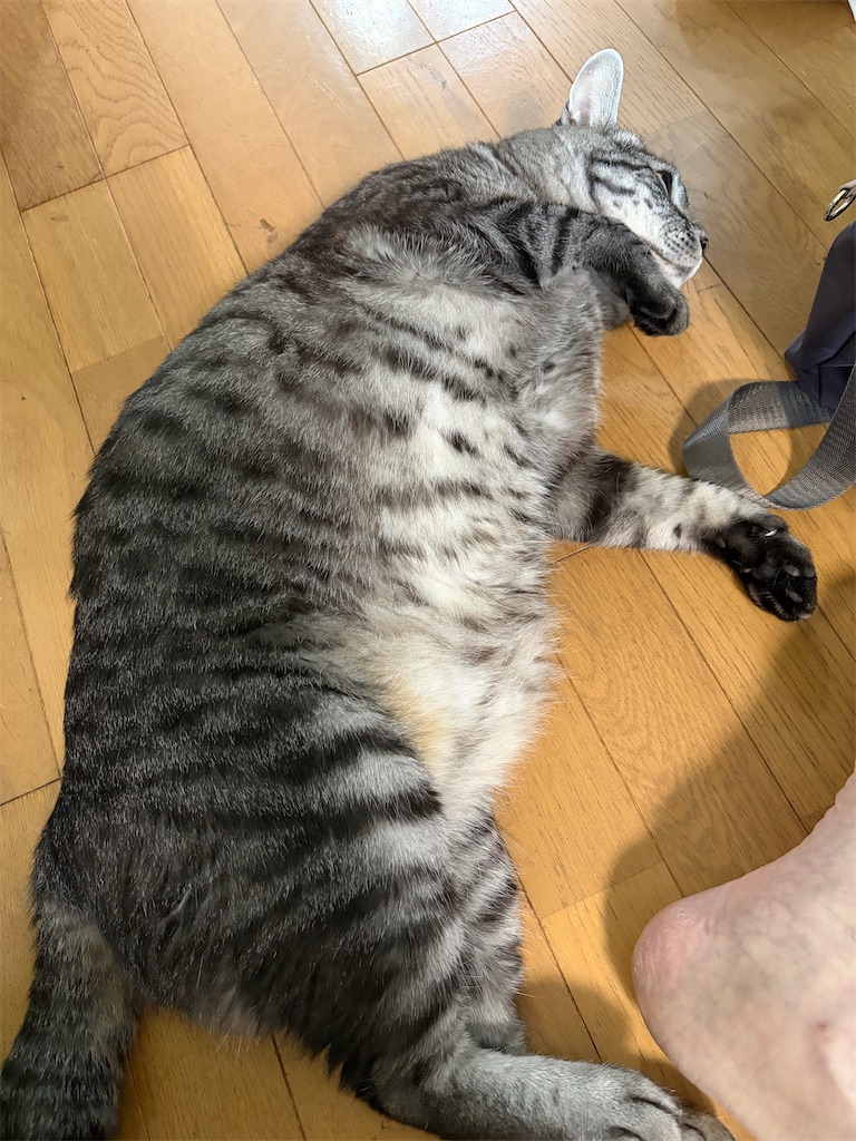 f:id:SHIMOTAYA:20260719205530j:image f:id:SHIMOTAYA:20260719205530j:image