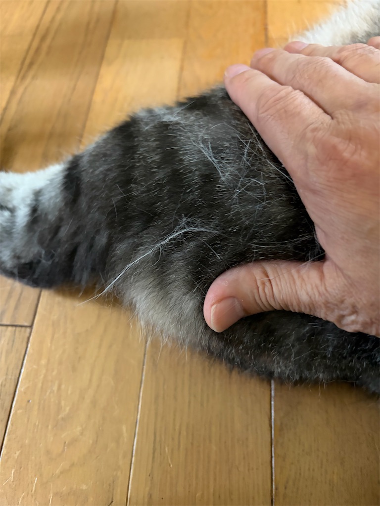 f:id:SHIMOTAYA:20260719205708j:image f:id:SHIMOTAYA:20260719205708j:image