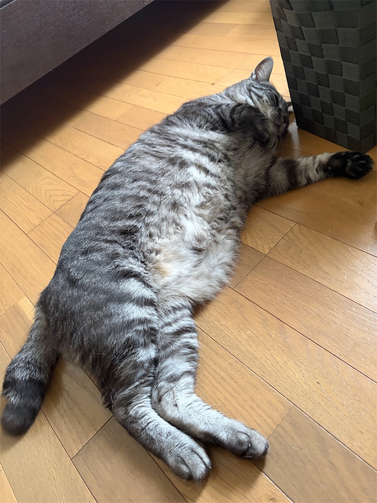 f:id:SHIMOTAYA:20260719210530j:image f:id:SHIMOTAYA:20260719210530j:image