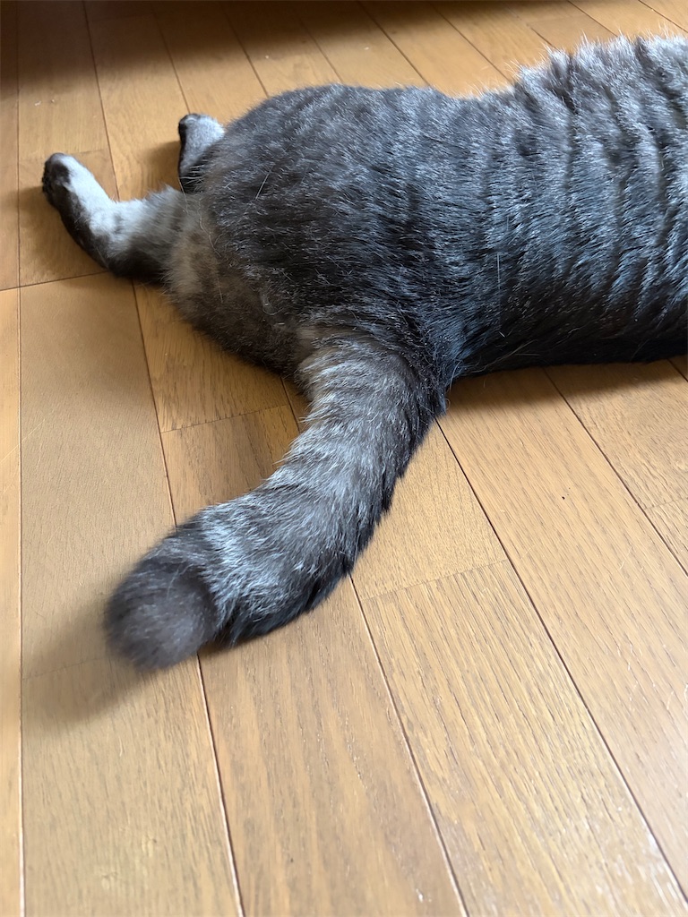 f:id:SHIMOTAYA:20260719210538j:image f:id:SHIMOTAYA:20260719210538j:image
