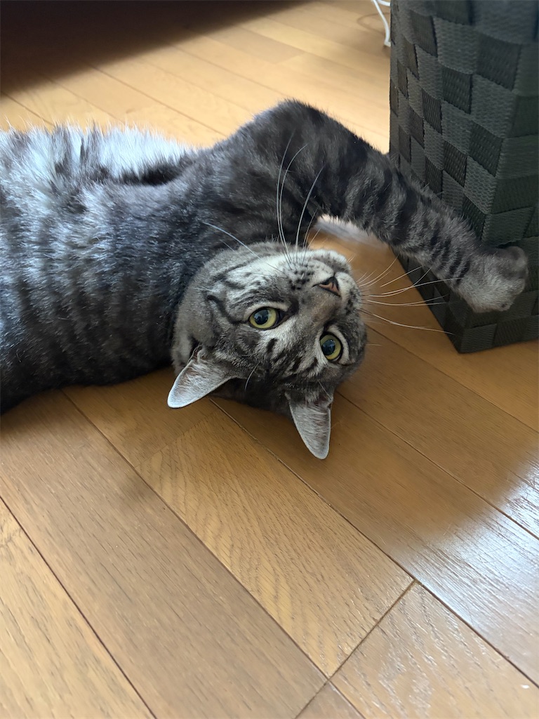 f:id:SHIMOTAYA:20260719210552j:image f:id:SHIMOTAYA:20260719210552j:image