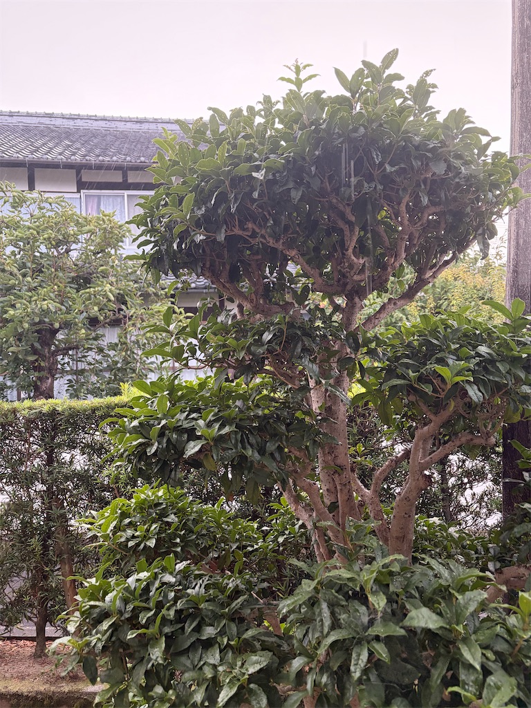 f:id:SHIMOTAYA:20260826212455j:image f:id:SHIMOTAYA:20260826212455j:image