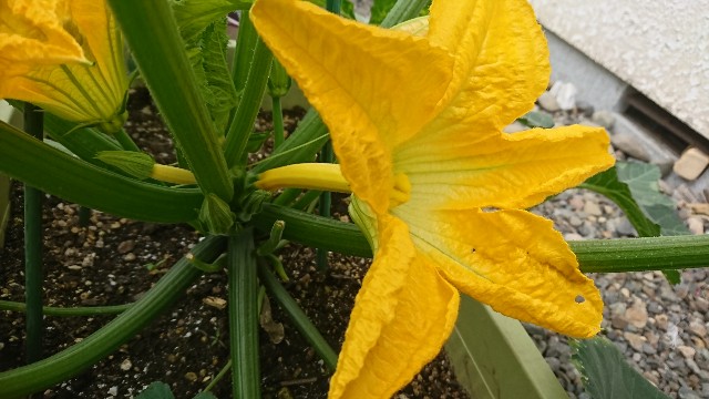 f:id:SHO0411:20190708091427j:image f:id:SHO0411:20190708091427j:image