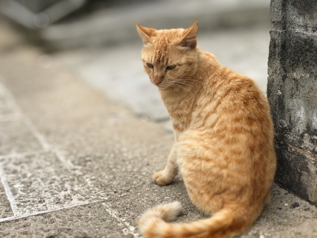 f:id:SHOSASA3:20190629144621j:plain