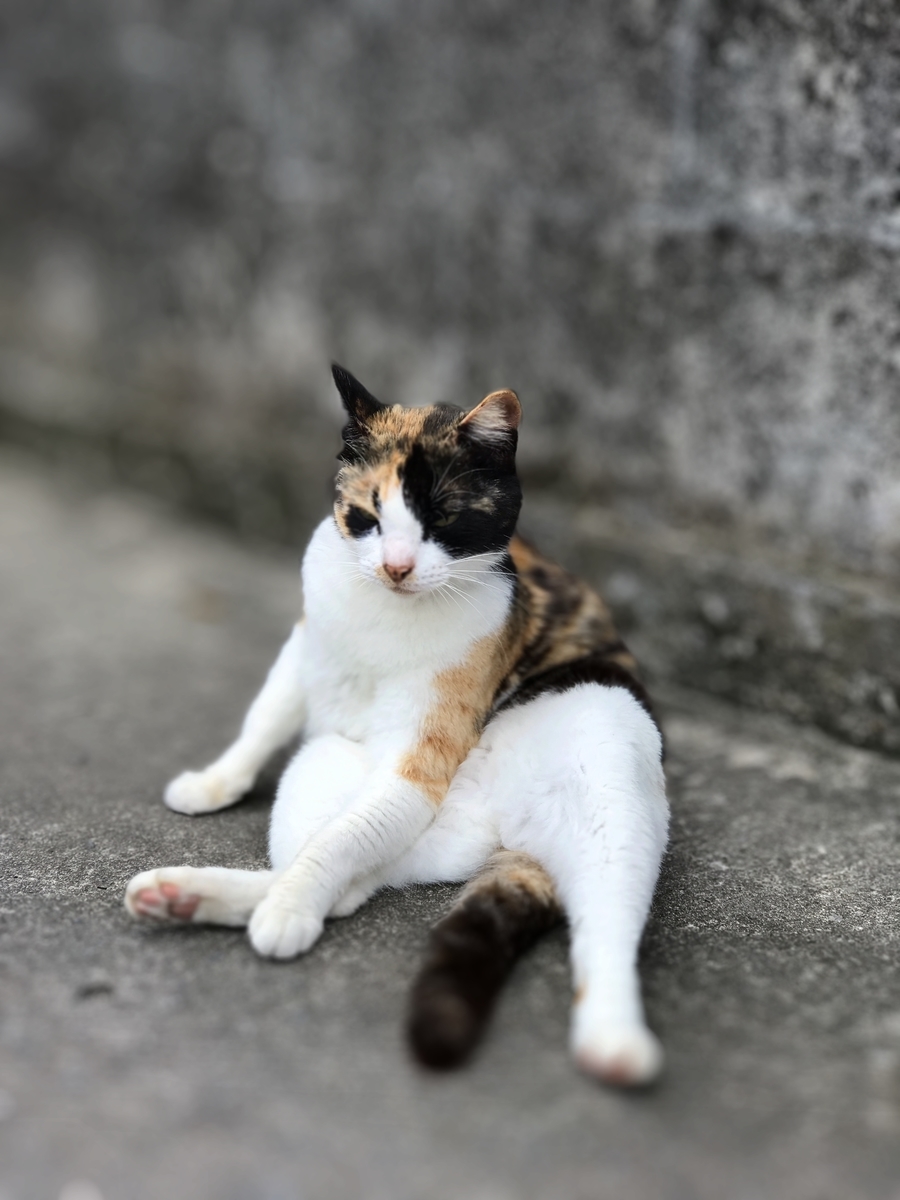 f:id:SHOSASA3:20190629144811j:plain