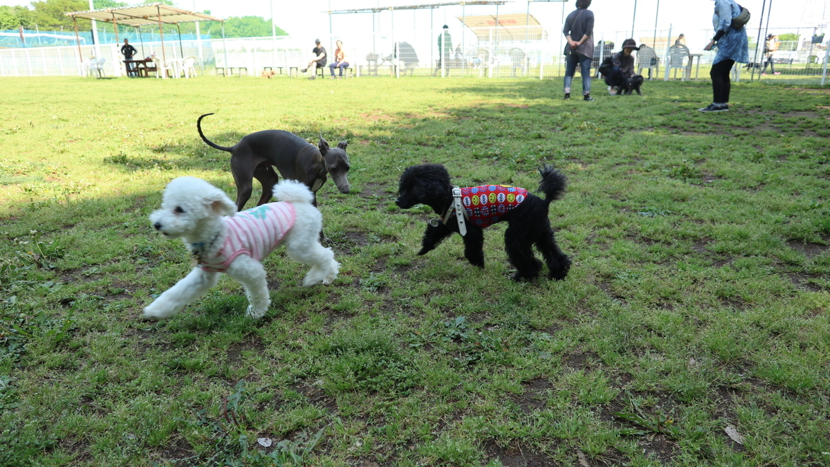 犬と行く 自称 日本最大級のドッグラン 新京成ドッグラン松戸 お休みの日は犬とお出かけ