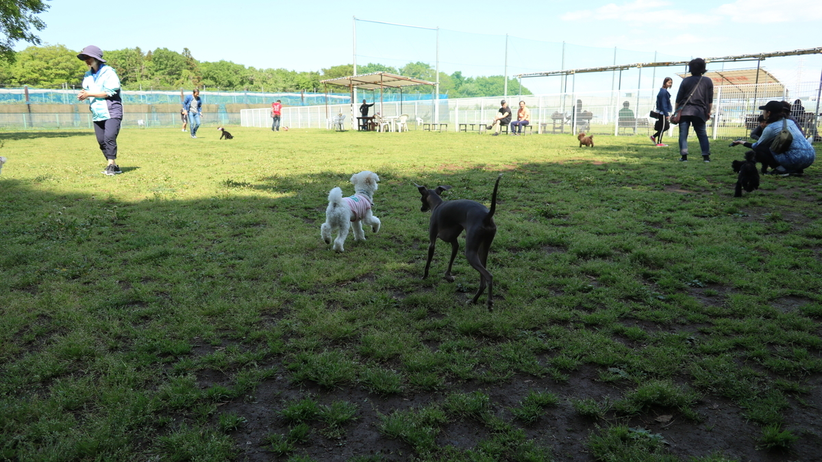 犬と行く 自称 日本最大級のドッグラン 新京成ドッグラン松戸 お休みの日は犬とお出かけ
