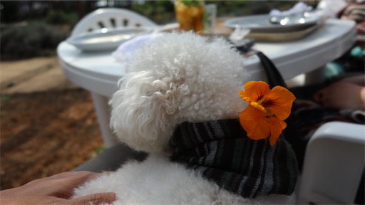 f:id:SHOUTAGO:20211031145037j:image