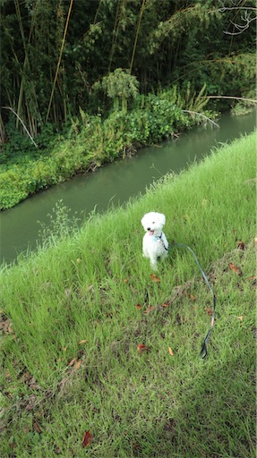 f:id:SHOUTAGO:20211127212415j:image