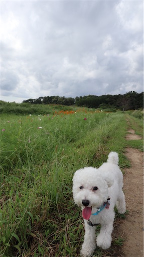 f:id:SHOUTAGO:20211127214045j:image