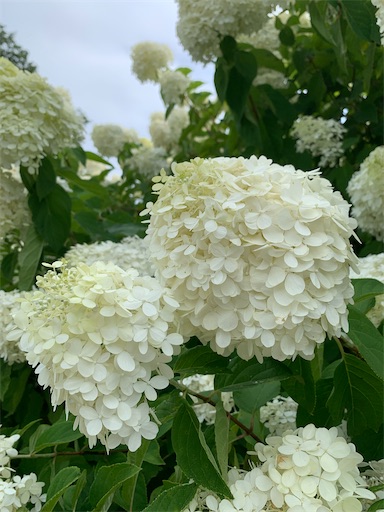 f:id:SHOUTAGO:20220822093746j:image f:id:SHOUTAGO:20220822093746j:image