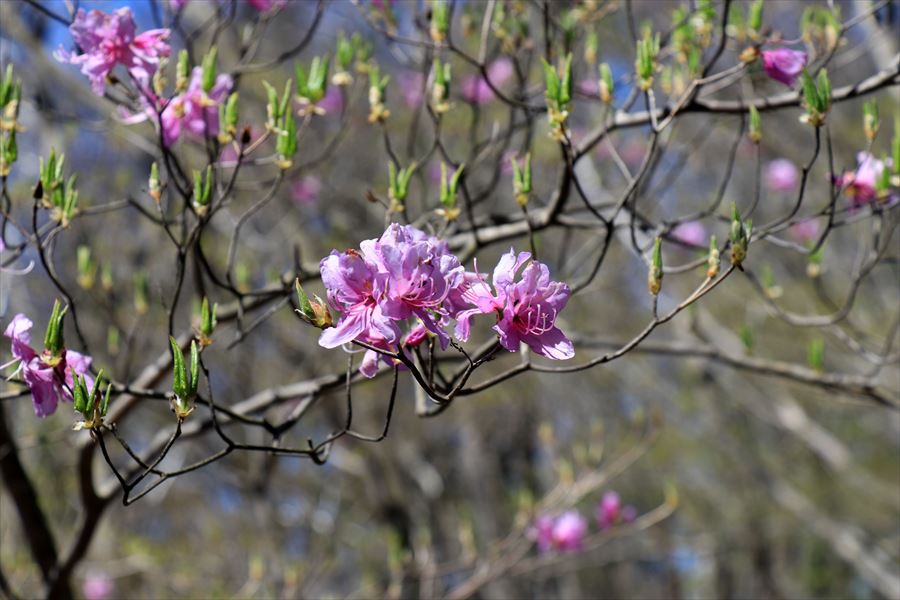 f:id:SISIS:20190509230045j:plain f:id:SISIS:20190509230045j:plain